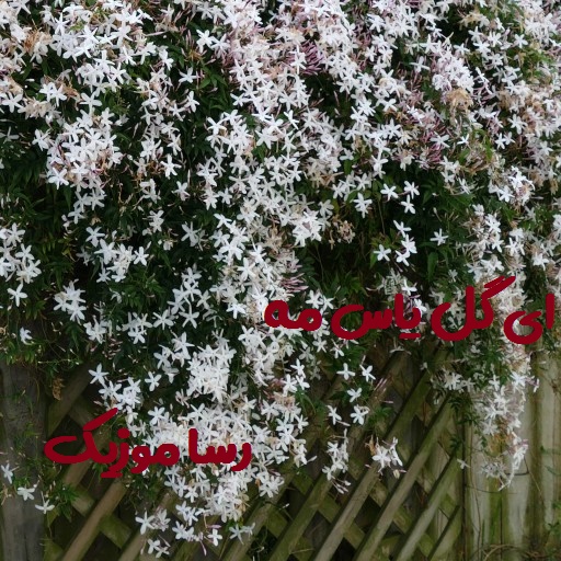 دانلود اهنگ ای گل یاس مه نگین الماس مه بلوچی