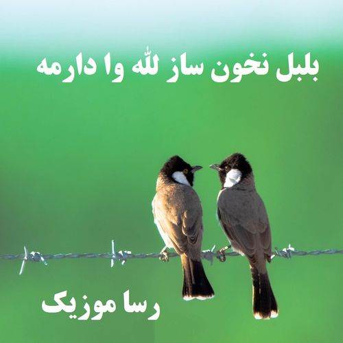دانلود آهنگ بلبل نخون ساز لله وا دارمه با صدای زن
