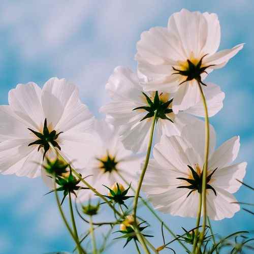 دانلود اهنگ درمون دردوم بوسه ز کنج لوته ریمیکس