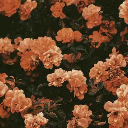 دانلود آهنگ ای دل بلایی دلبر با صدای مرد