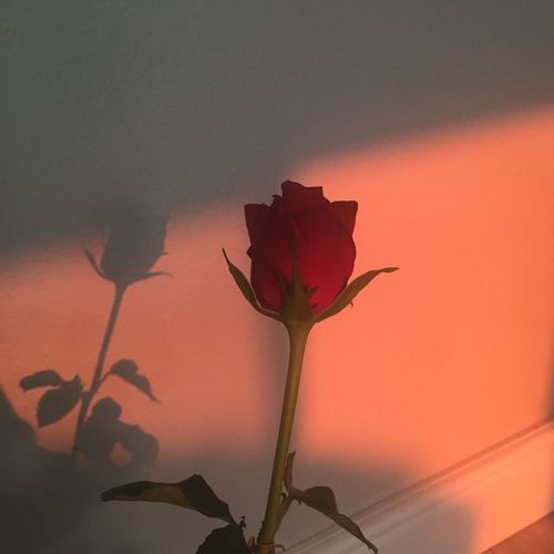 دانلود اهنگ ب ب ب بیبی چالش تیک تاک