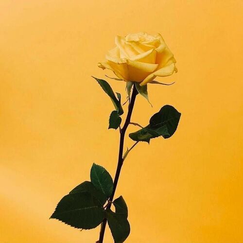 دانلود آهنگ چیپس دنیا