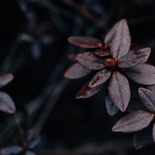 دانلود آهنگ آچمز فدایی
